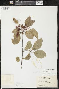 Viburnum lentago image