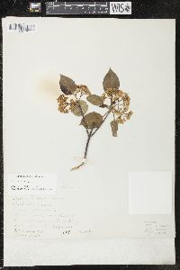 Viburnum lentago image