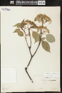 Viburnum lentago image