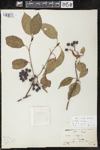 Viburnum lentago image