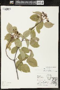 Viburnum lentago image