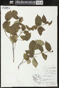 Viburnum rafinesqueanum image