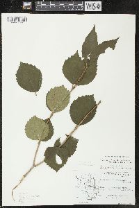 Viburnum rafinesqueanum image