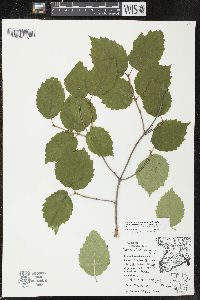 Viburnum rafinesqueanum image