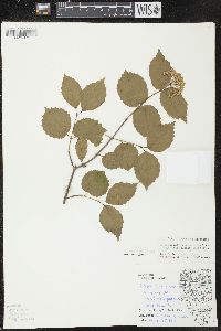 Viburnum rafinesqueanum image