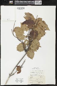 Viburnum rafinesqueanum image