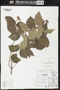 Viburnum rafinesqueanum image