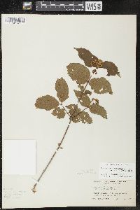 Viburnum rafinesqueanum image