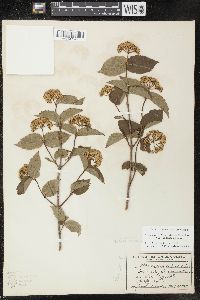 Viburnum rafinesqueanum image