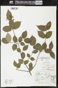 Viburnum rafinesqueanum image