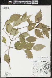 Viburnum rafinesqueanum image