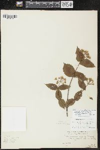 Viburnum rafinesqueanum image