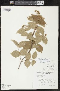 Viburnum rafinesqueanum image