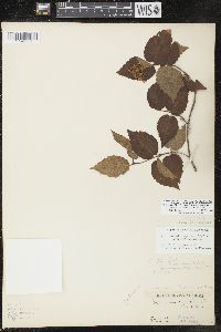 Viburnum rafinesqueanum image