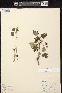 Ribes cynosbati image