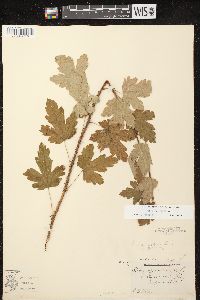 Ribes cynosbati image