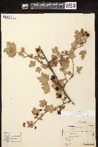 Ribes cynosbati image