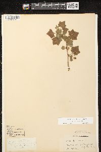 Ribes cynosbati image