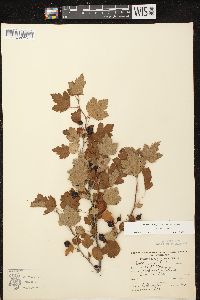 Ribes cynosbati image