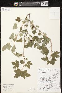 Ribes cynosbati image