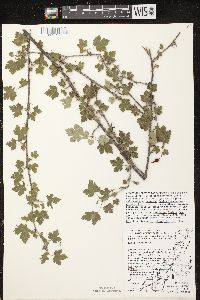 Ribes cynosbati image