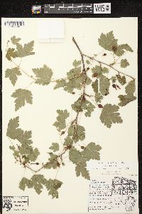 Ribes cynosbati image