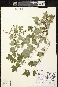 Ribes cynosbati image