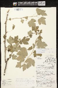 Ribes cynosbati image