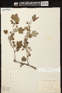 Ribes cynosbati image