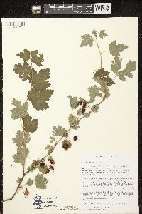 Ribes cynosbati image