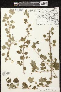 Ribes cynosbati image