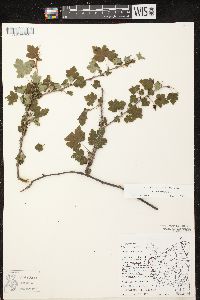 Ribes cynosbati image