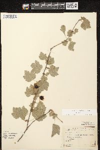 Ribes cynosbati image