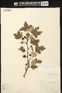 Ribes cynosbati image