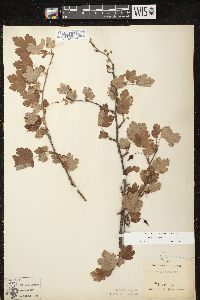 Ribes cynosbati image