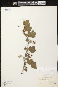 Ribes cynosbati image