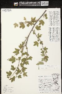 Ribes cynosbati image