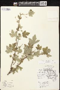 Ribes cynosbati image