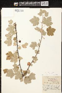 Ribes cynosbati image