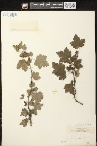 Ribes cynosbati image