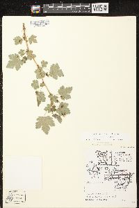 Ribes cynosbati image