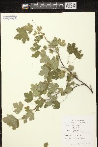 Ribes cynosbati image