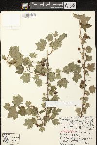 Ribes cynosbati image