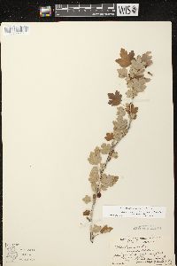 Ribes cynosbati image