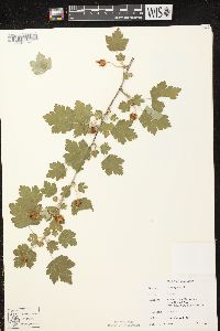 Ribes cynosbati image