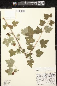 Ribes cynosbati image