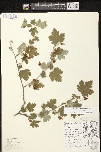 Ribes cynosbati image