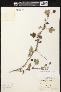 Ribes cynosbati image