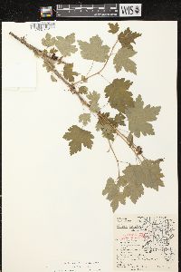 Ribes cynosbati image