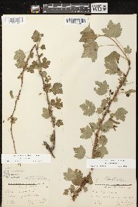 Ribes cynosbati image